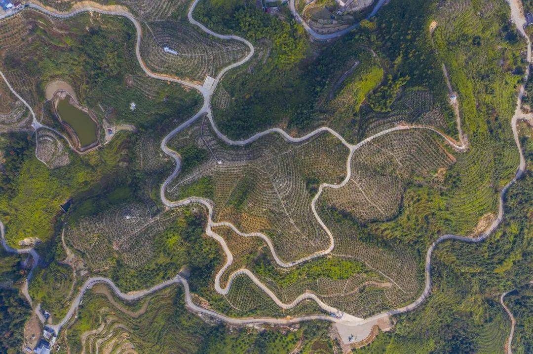 桥头一名老人承包了400亩山地他种的三红蜜柚即将开摘啦