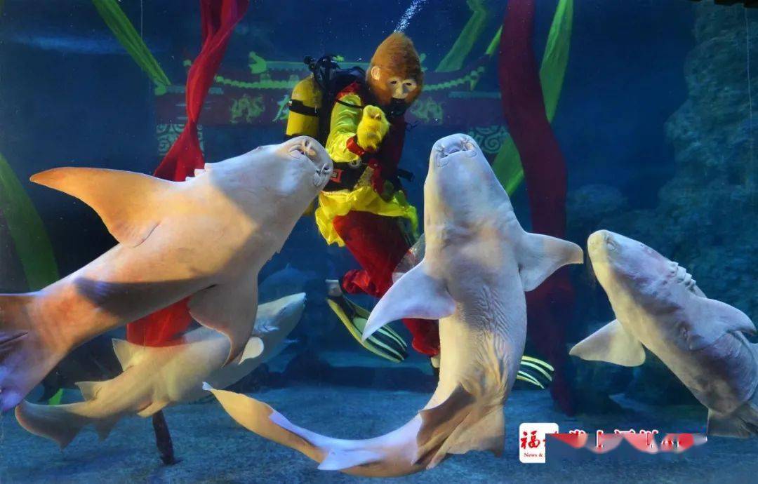 南公园的恐龙和大象,鳄鱼公园里的鳄鱼……也是不少福州人的童年回忆