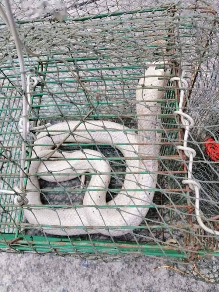 泰国网友发现了一条露西眼镜王蛇,但当地村民却准备吃掉它!