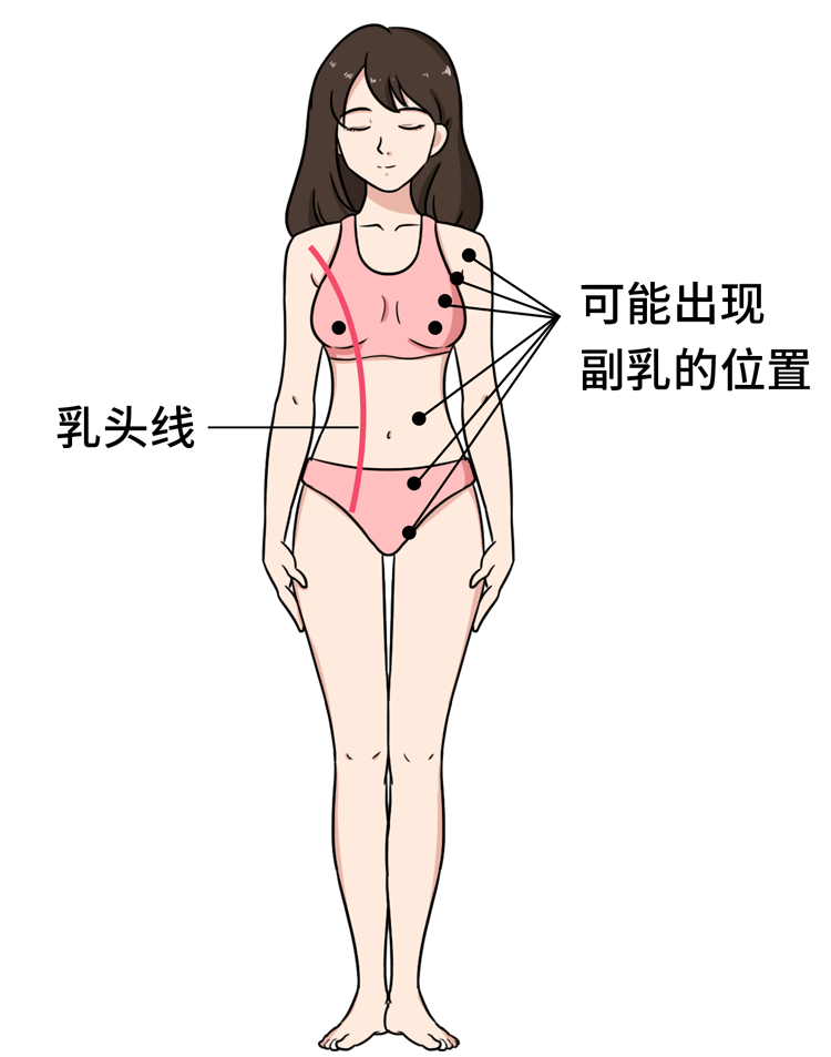 但也有漏网之鱼形成"副乳"其他都会逐渐退化除了胸前的一对乳头但通常