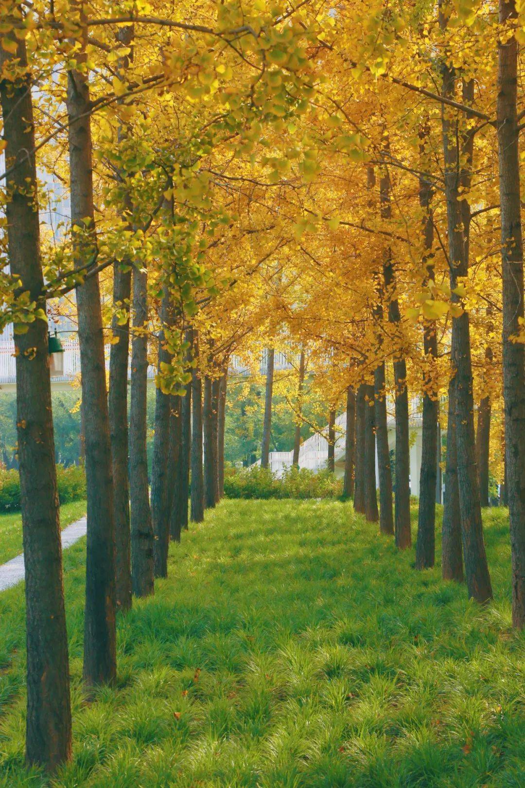 周末去哪儿西安周边适合赏秋的超美银杏林