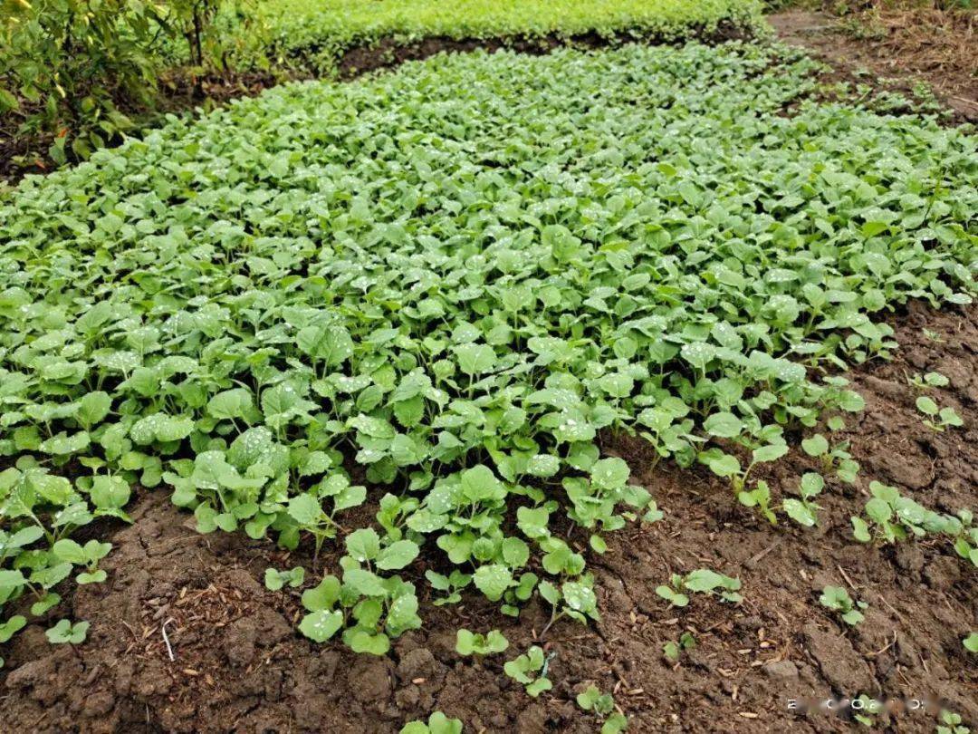 油菜种植今冬无闲田漫野青芽待花开