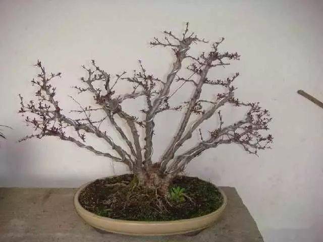 (图文)盆景桩材新品种,素材易得成型快,不看看是什么你会后悔的_紫叶