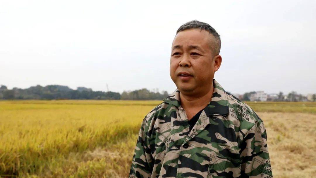 在江西永新县芦溪乡古竹村,金黄稻谷迎风摇曳,沉甸甸的谷子挂满了稻穗