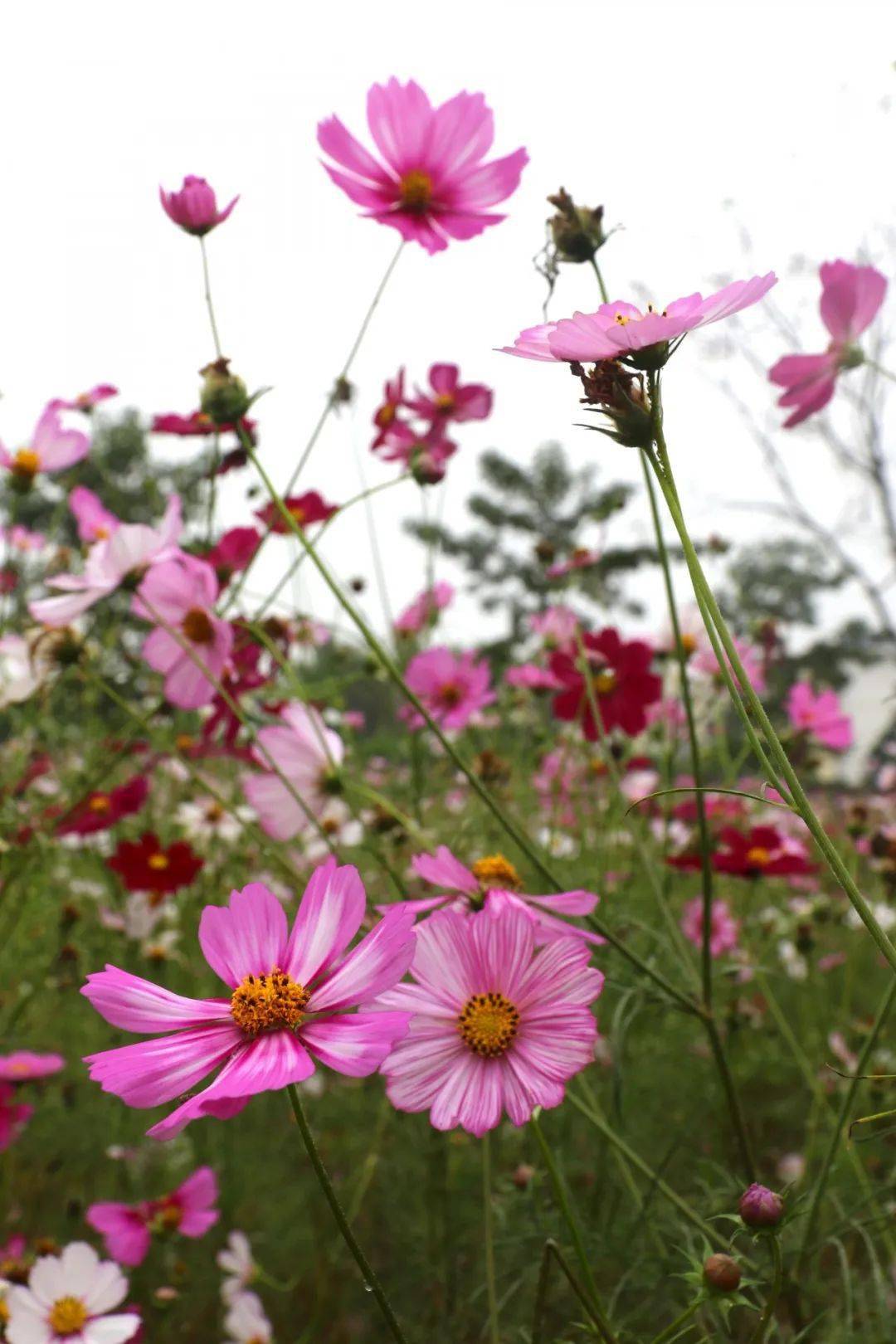 讓我遇見你在平果校區的格桑花海里