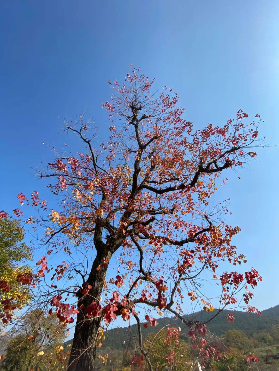 大悟四姑鎮烏桕樹已穿紅妝 圖/楊家邁