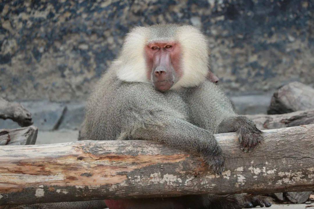 "世界美发日"和"世界美容日",你知道吗?