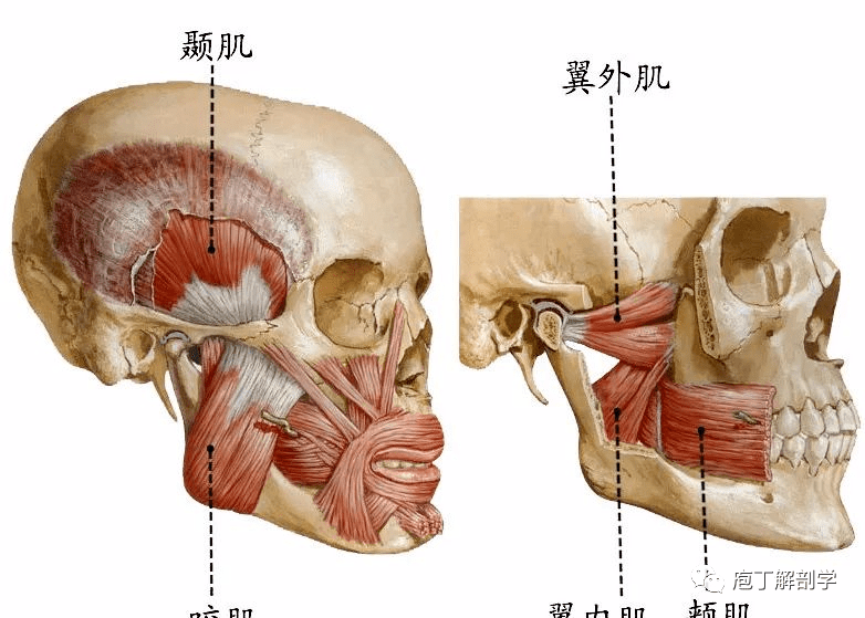 脸部肌肉骨骼结构图图片
