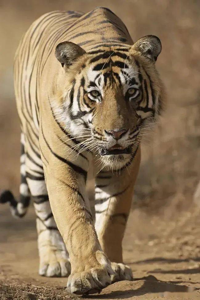 极品虎王大竹竿颜值即是正义王道霸气才能拯救票房