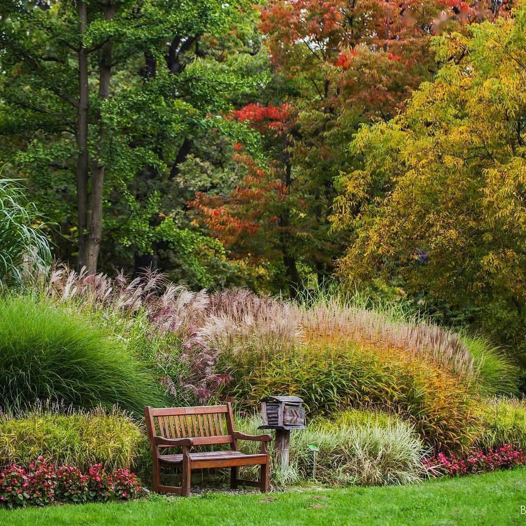 姿态优美的观赏草在花园里还原自然之美营造野趣世界