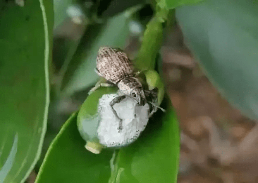 柑橘主要害虫症状的辨识与用药参考收藏备用