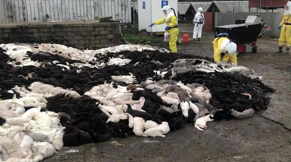 最新英国禁止外国人自丹麦入境欧美6国惊现水貂感染新冠突变传12人