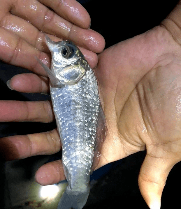 鱼和鸟杂交?湖南钓鱼人钓起"鸟嘴鱼",鱼头长出鸟喙来