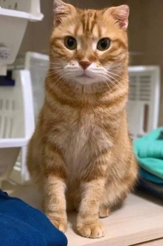 呆萌橘猫坐在猫砂盆上嘟着嘴,一本正经的看着主人:猫砂有点甜