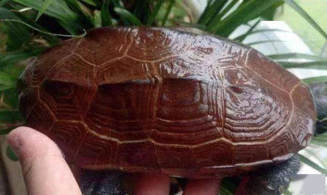 判断龟的年龄,可以从这几个方面考虑._年轮