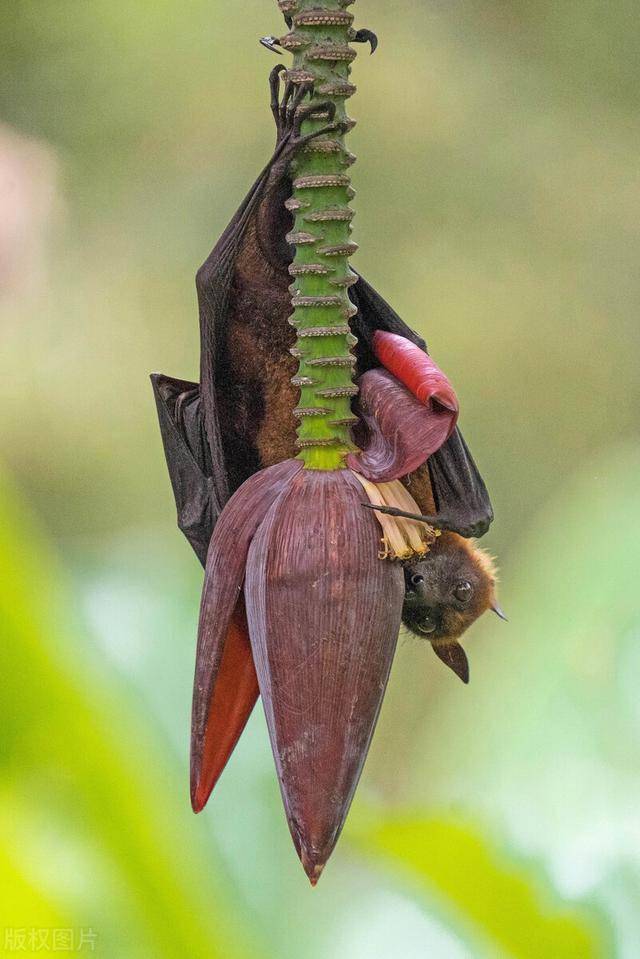 印度摄影师拍摄罕见一幕巨型蝙蝠出没吸食花蜜吃得津津有味