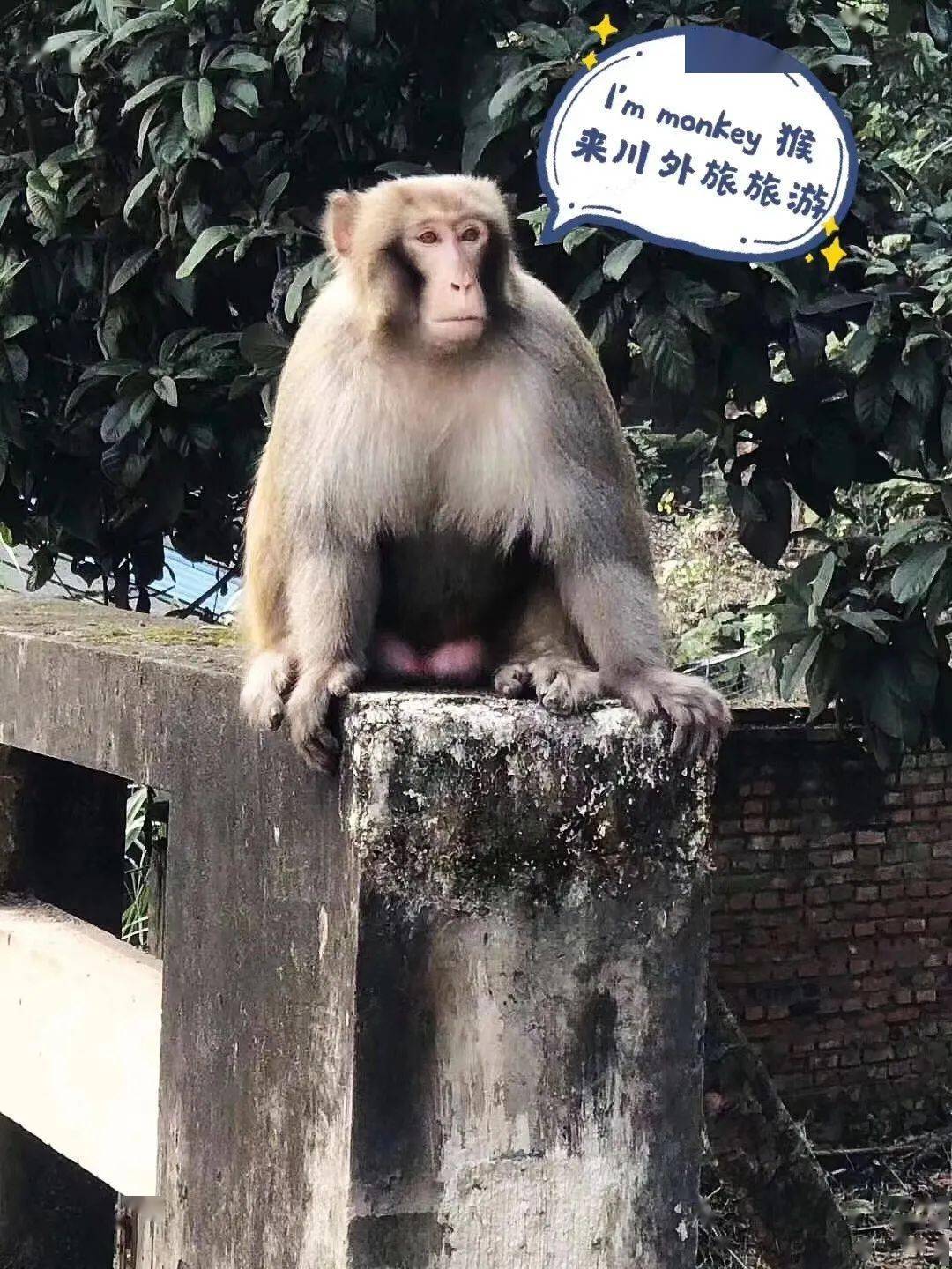 动物园吧今有大monkey笑开了颜前有黄鼠狼携子拜年恐龙故里猴子新
