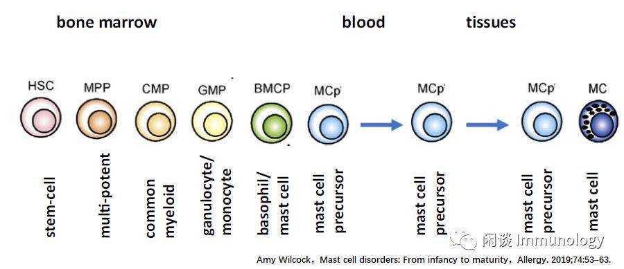 肥大细胞基础生物学(强大的免疫调节功能 免疫学专题_粒细胞