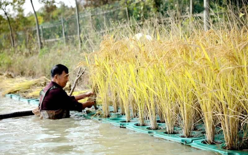 在当地,这种种在水面上的水稻被称为浮岛水稻.