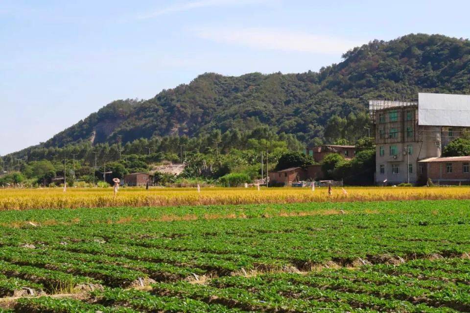 南安莲塘,曾叫"潮塘",这段历史你知道吗?_莲塘村