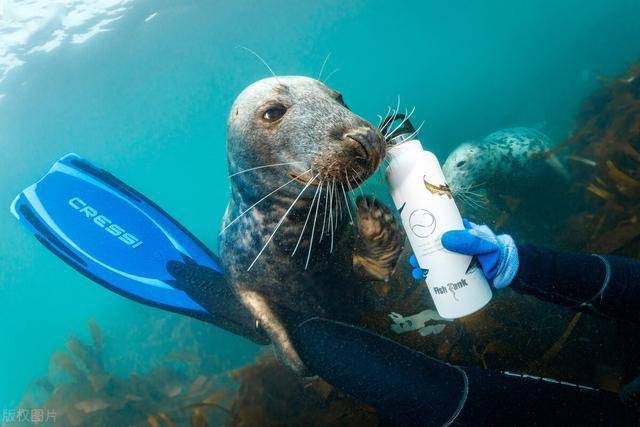 调皮海豹包围潜水者对镜头摆pose自拍与人友好握手