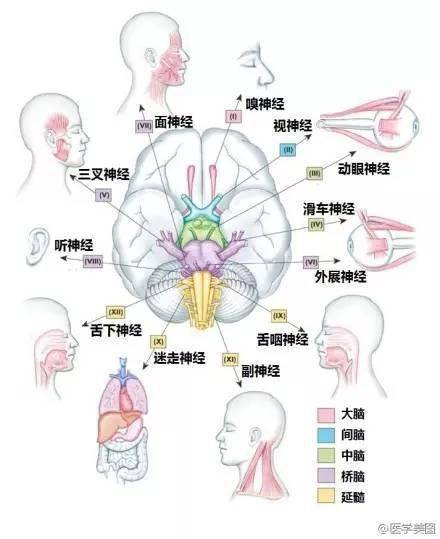 完整版神經系統醫學美圖看一眼就記住