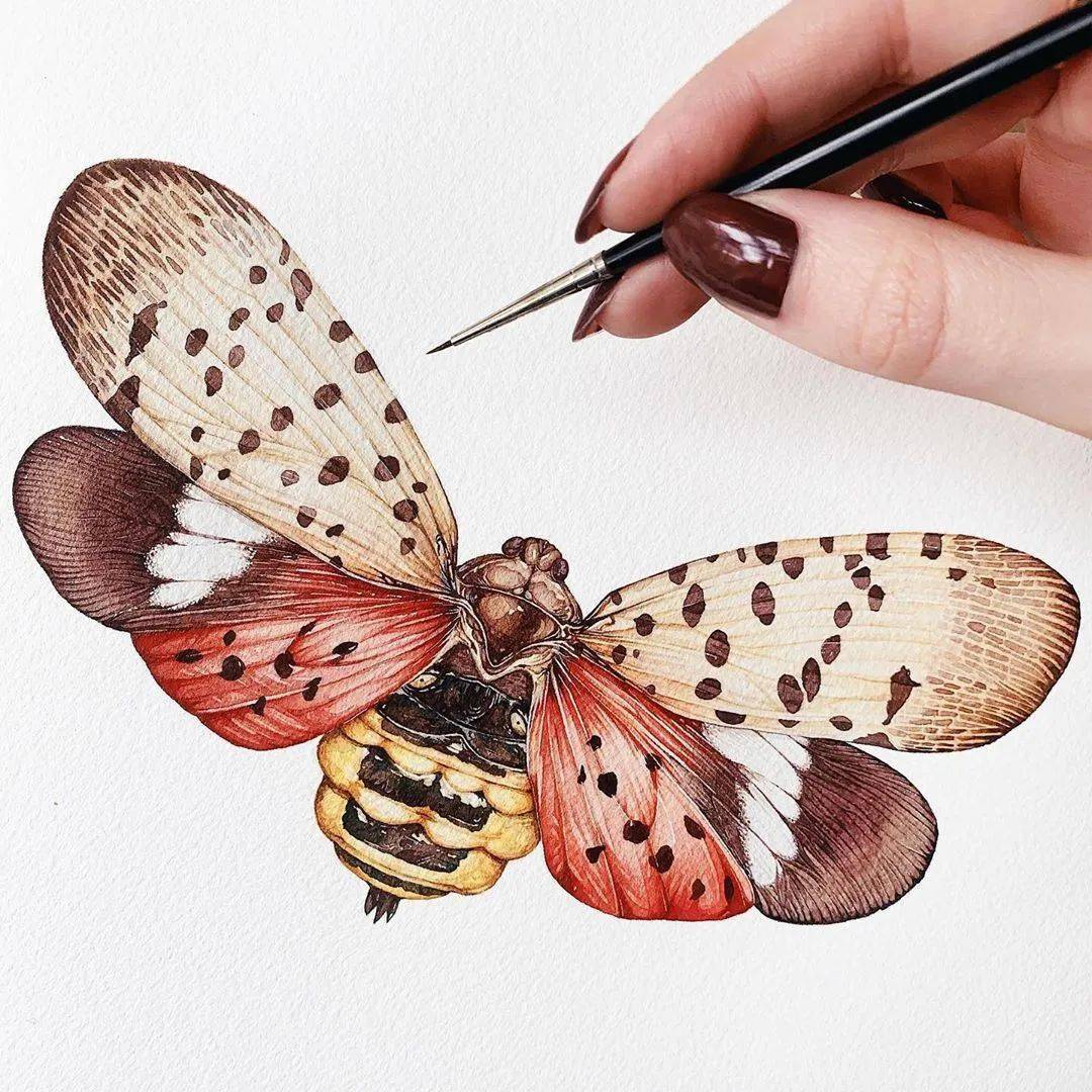 精湛的写实画风水彩超细腻的