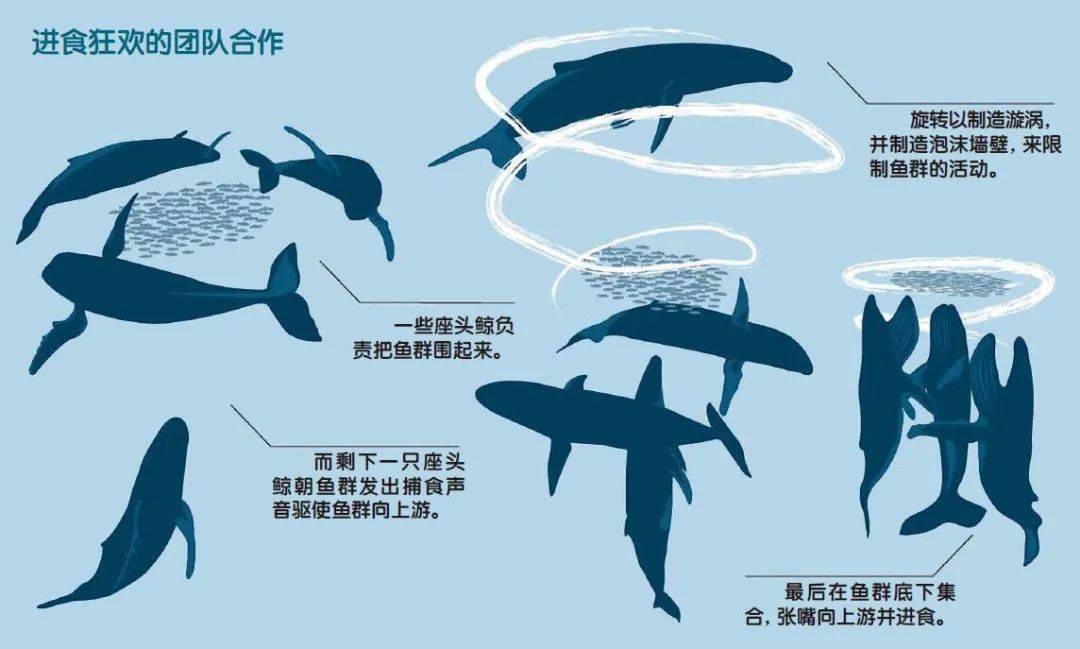 座头鲸的进食狂欢