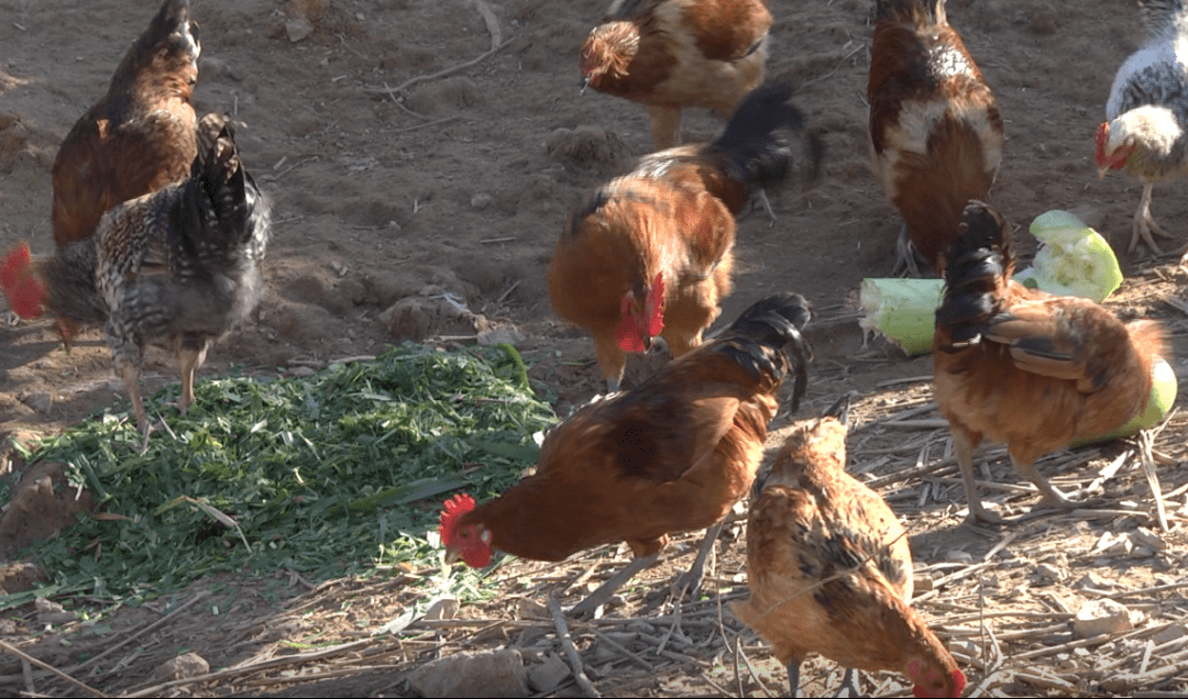 纯天然绿色养殖让这里的散养土鸡养得好也卖得好
