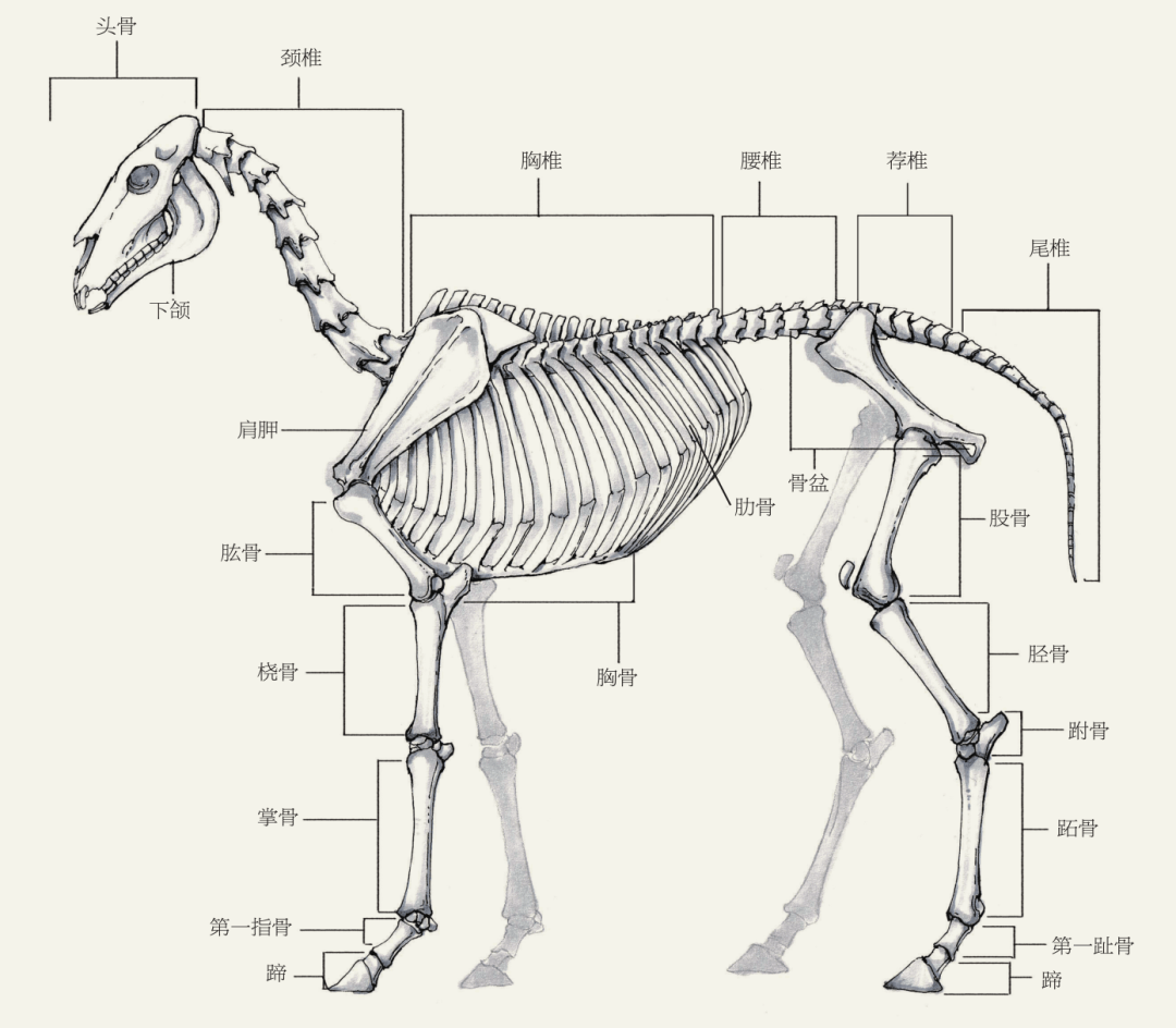 深度绘画好文9种动物结构一目了然