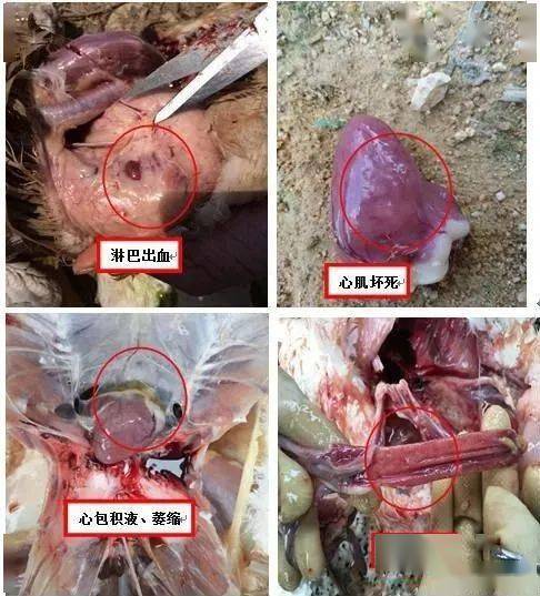 蛋鸭和种鸭:解剖主要病变可见卵巢发育不良,卵泡变性,变形,坏死或液化