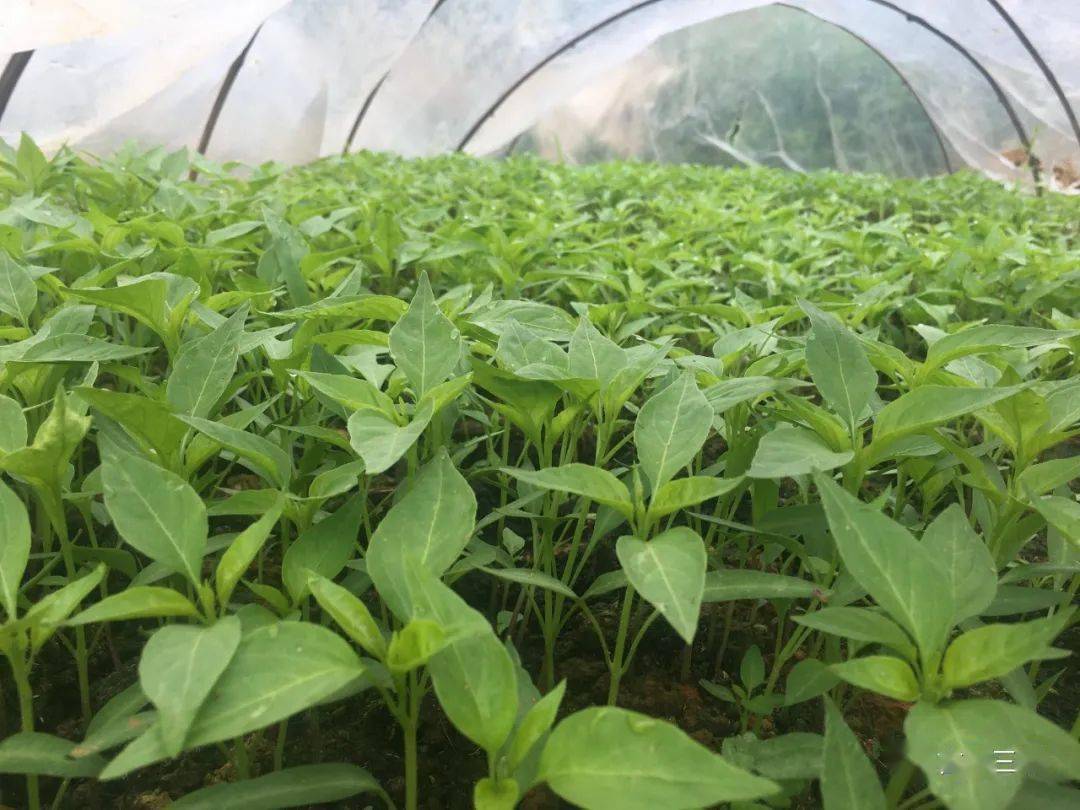 尖山岭蔬菜朴实热情的三甲人,一边在竭力保护好祖先留下来的瑰宝