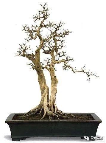 雀梅盆景的主要病害的防治二