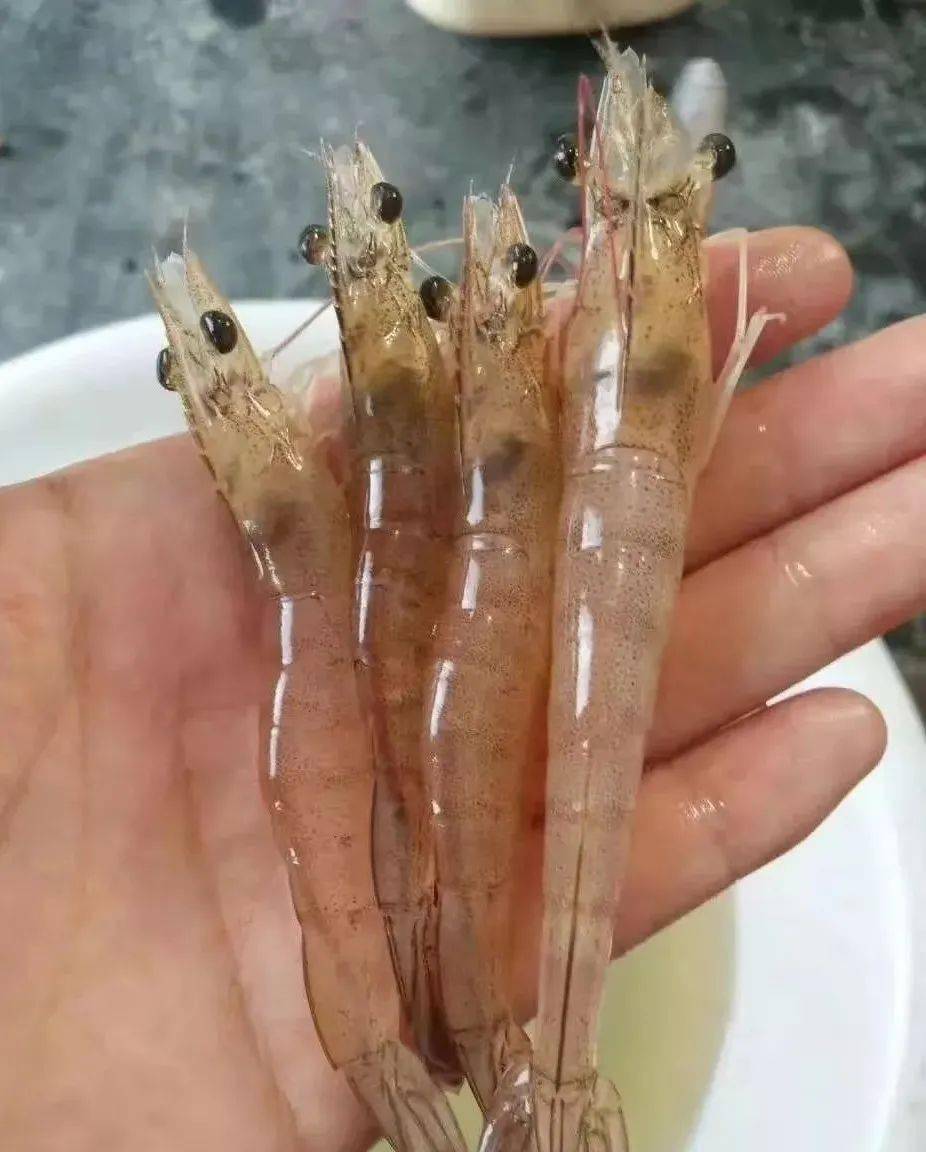 【虾病防治】海南多地虾暴发"红体病"!有人亏了100多万!