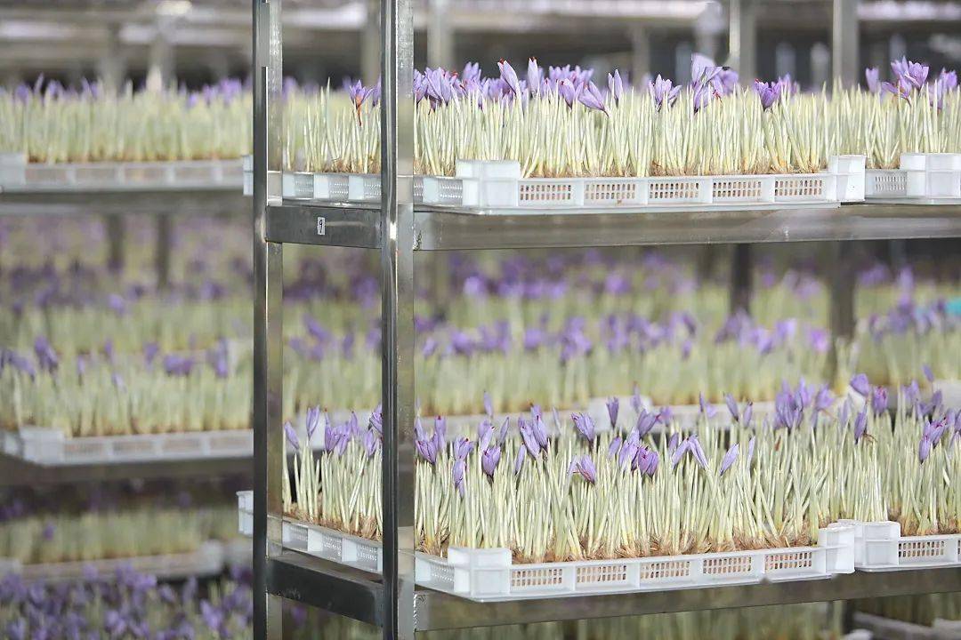 南桥镇又一超级ip来袭关于藏红花的真相都在这里