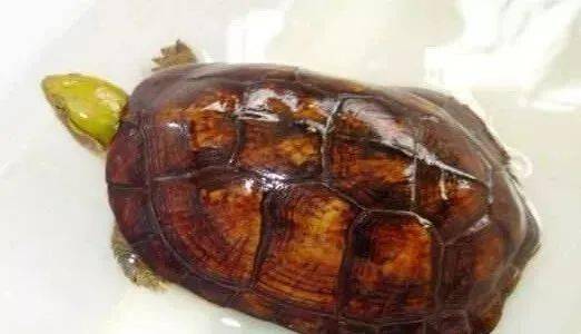 病龟干养要如何操作才正确