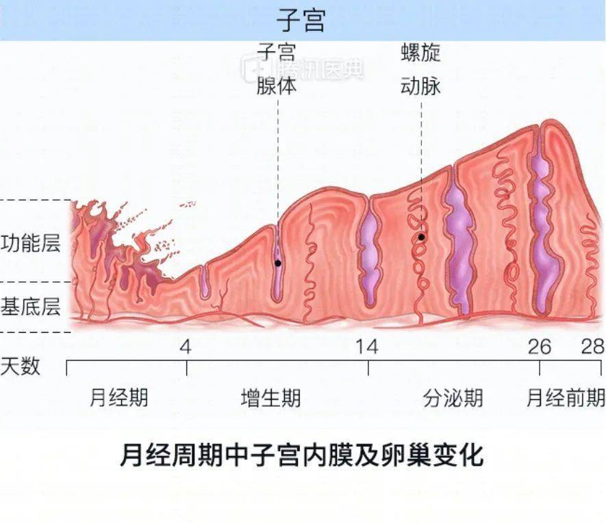 靠近子宫肌层的1/3内膜为基底层,不受卵巢性激素影响,不发生周期性