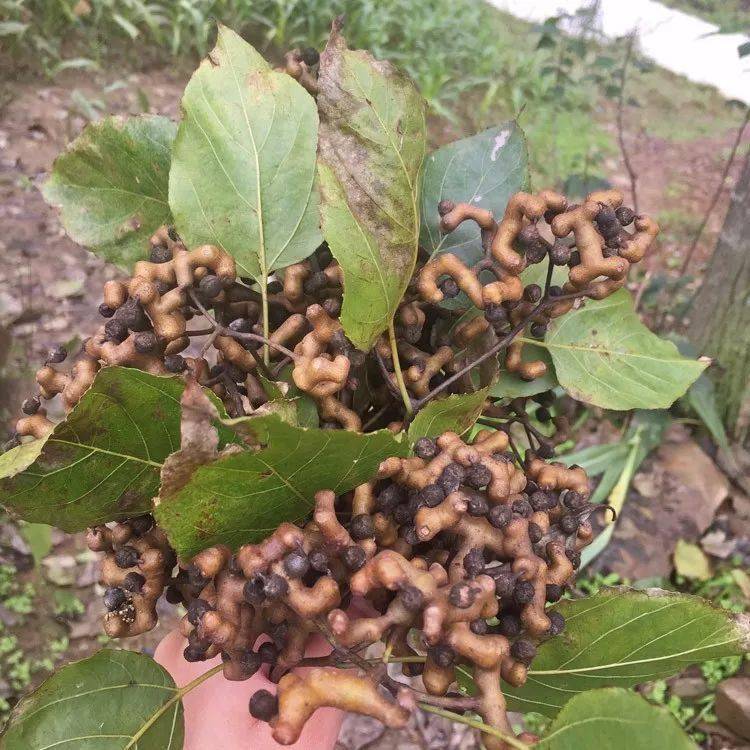 五华山上这种万寿果熟了浑身都是宝你吃过吗