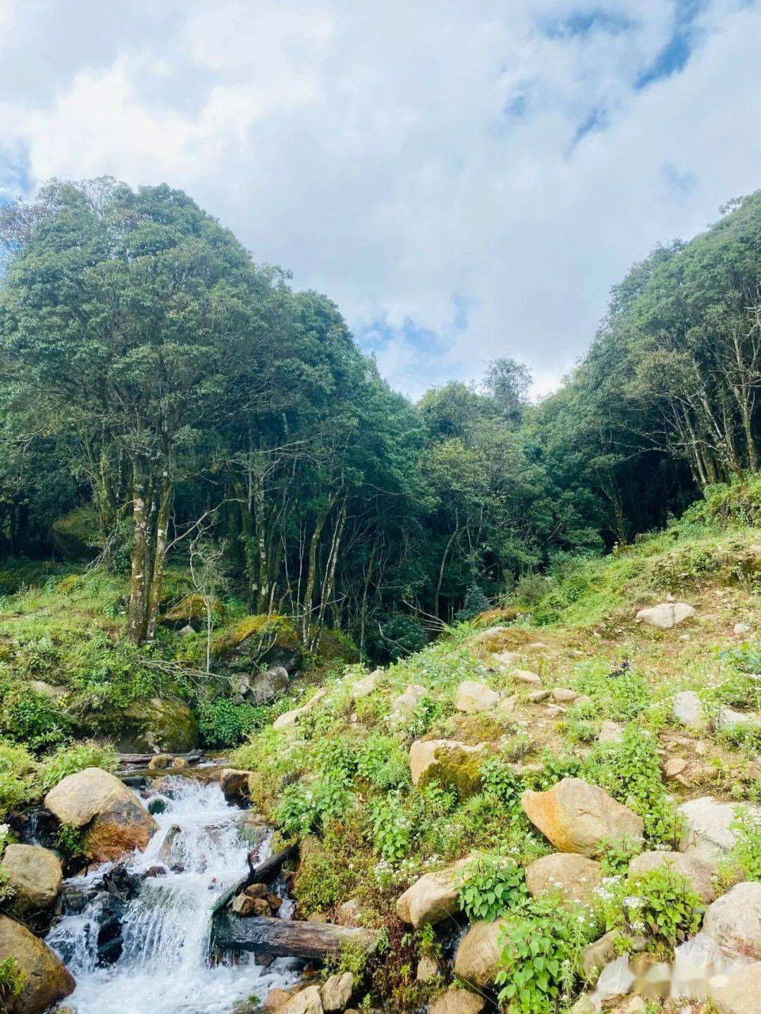 风云国有林山野韵