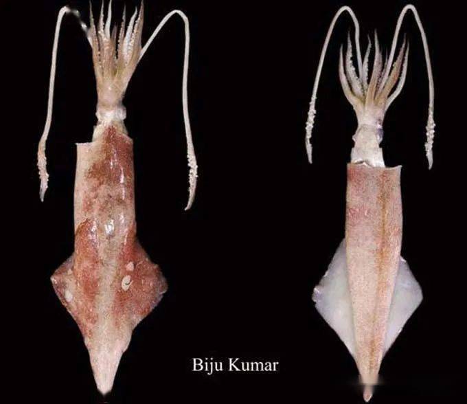 吃了这么多年烤鱿鱼你知道吃的是什么吗