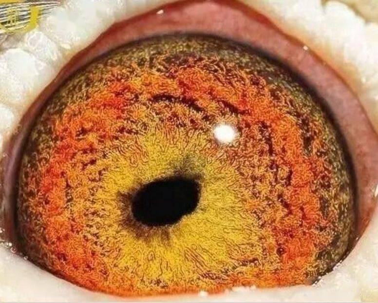 这两个地方,决定了信鸽速度的快慢!