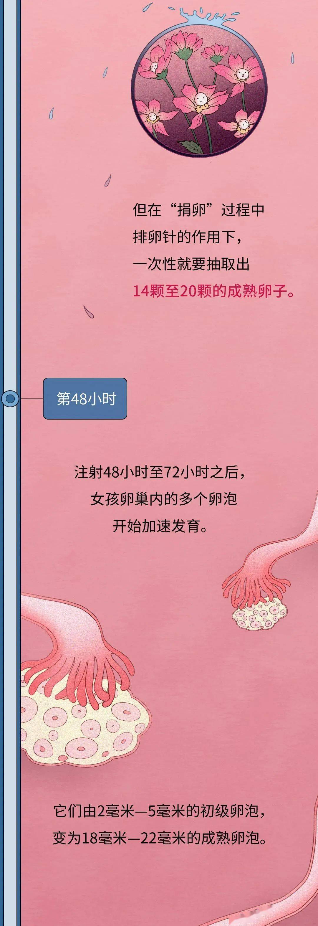 爱心捐卵后的336小时