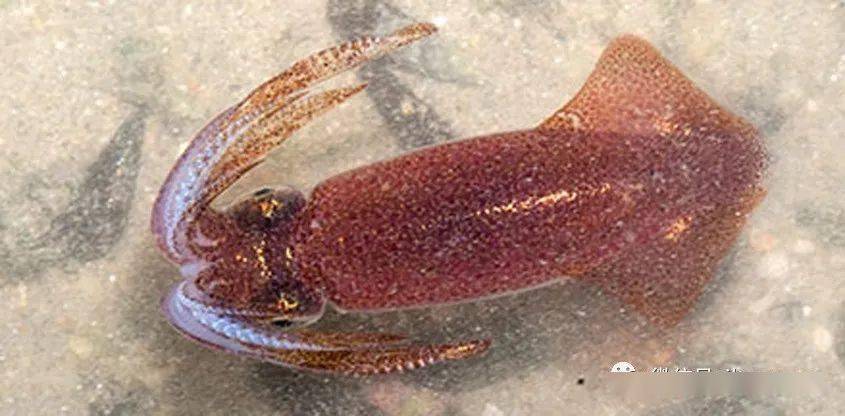 吃了这么多年烤鱿鱼,你知道吃的是什么吗?