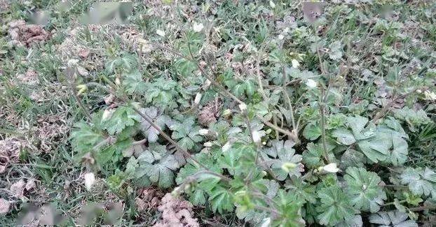 这种野草学名是天葵子,因为它的根部很丑,所以农村人都叫它"千年老鼠