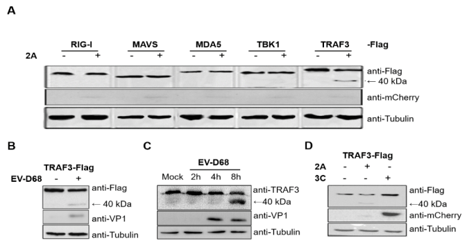 天津大学王涛课题组发现人肠道病毒d68蛋白酶2a靶向traf3破坏宿主天然