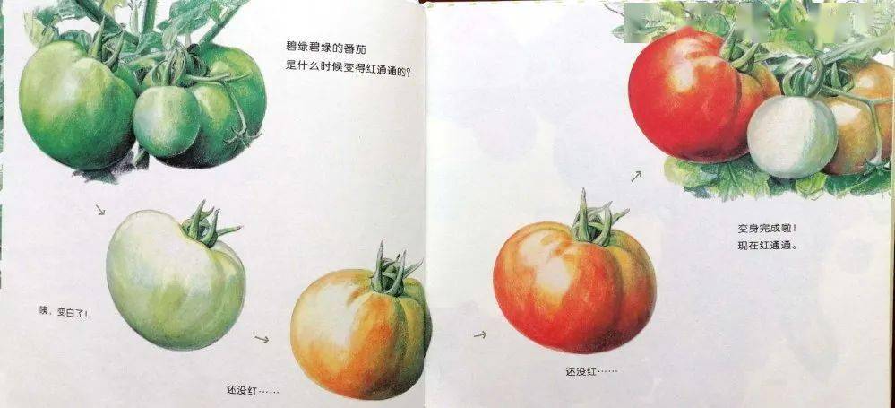 【田园微电台】第七期 红通通的番茄_绘本故事