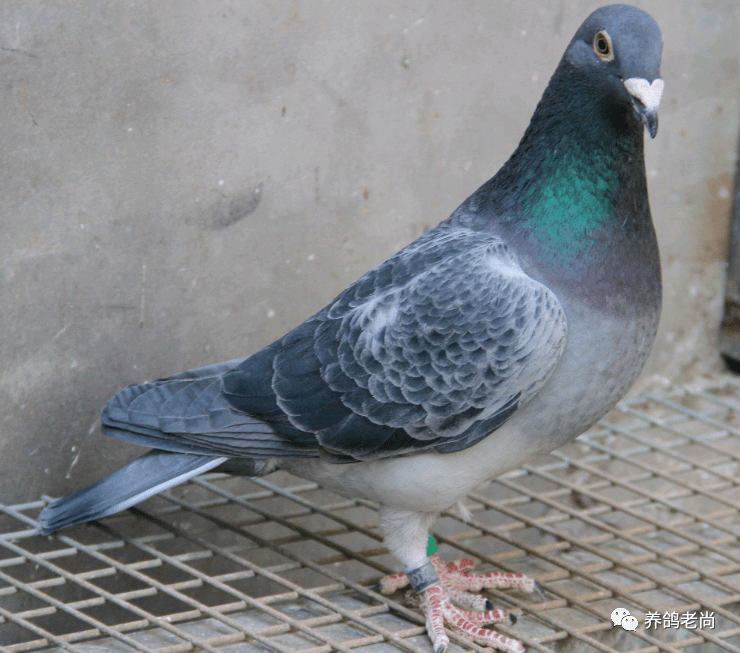 买进冠军鸽,优质基因却不遗传,为啥?