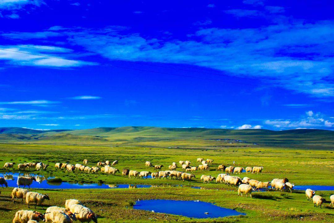 藏区风景草原图片