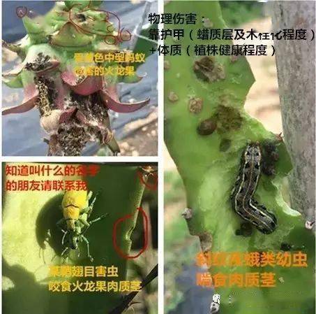 火龙果常见发病及防病方案!_病害