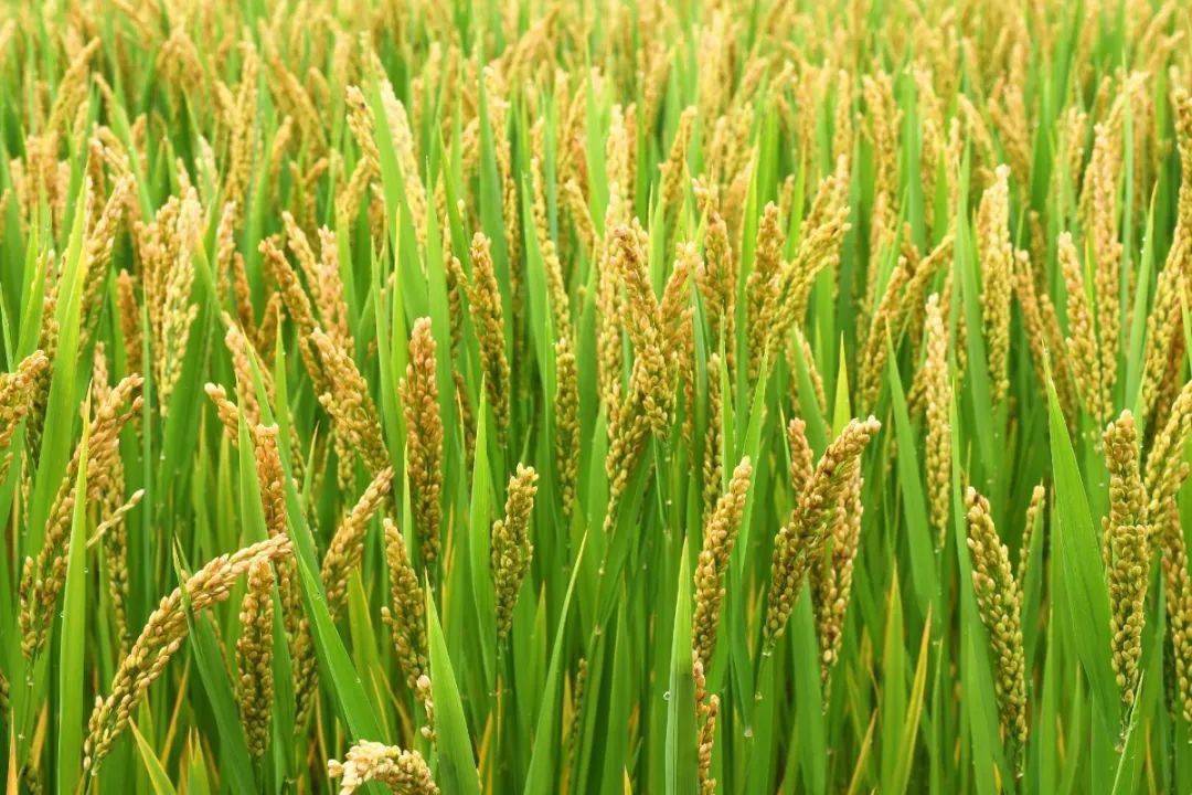 稻谷黄秋收忙柴桥百亩稻田奏响丰收曲